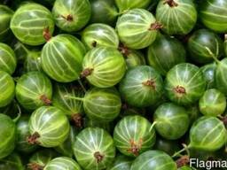 Крыжовник (агрус) замороженный