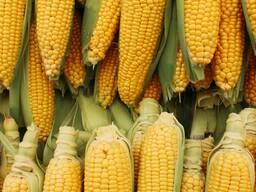 Купуємо кукурудзу оптом | експорт | порт ізмаїл | fca / fob | великі обсяги