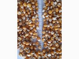 Кукурудза фуражна, продаж на експорт, 8000 тонн продаж Хмельницька обл, Стара Синява