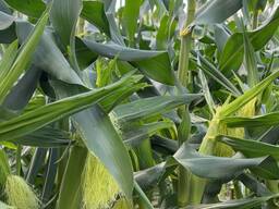 Кукурудза Ракель в початках