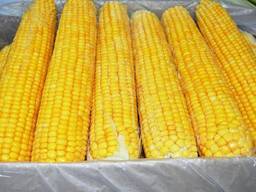 Кукуруза
