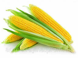 Кукуруза Афина-ФАО 360