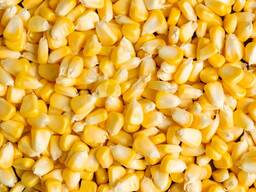Кукуруза (кукурудза) сухая, просушенная