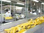 CORN - фото 1