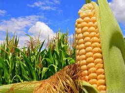 Кукуруза органическая, семена кукурузы, насіння кукурудзи