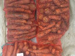 Купим морковь . Оплата любая. Обьём 100т.