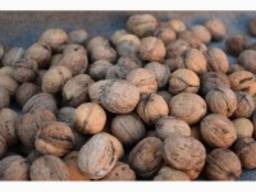 Купим грецкий орех