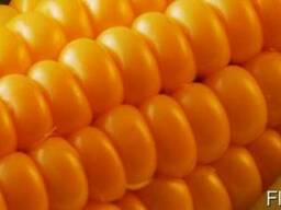 Купим кремнистую кукурузу