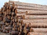 Купим на экспорт в Испанию лес, выслушаем все предложения. .. - фото 1