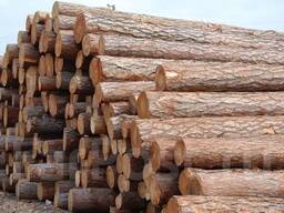 Купимо на експорт до Іспанії ліс, вислухаємо всі пропозиції...