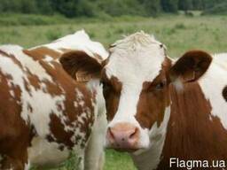 Купим телят и бычков