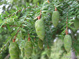 Купить Эфирное масло Тсуги Канадской BIO