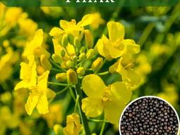 Купляємо ріпак ДОРОГО!