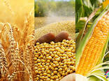 Куплю дорого зернові та зернобобові культури - фото 1