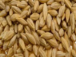 Куплю експортний ячмінь