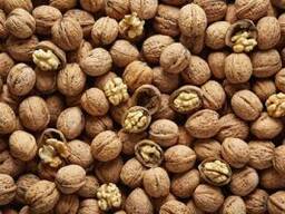 Куплю горіх та квасолю (Миколаїв та область)