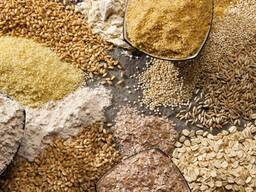 Куплю кукурудзу