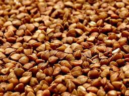 Куплю гречку