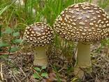 Куплю гриби білі, мухомори сушені - фото 4