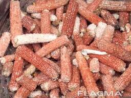 Куплю качани кукурудзи