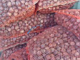 Куплю каштани