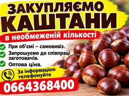 Куплю каштани в необмеженій кількості