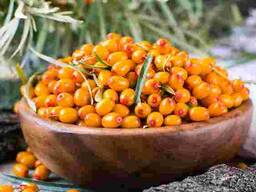 Куплю косточку облепихи / куплю кісточку обліпихи /облепиха / обліпиха