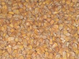 Куплю кукурудзу