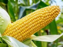 Куплю кукурудзу фуражну FCA