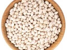 Куплю квасолю. Приймаємо квасолю для консервації