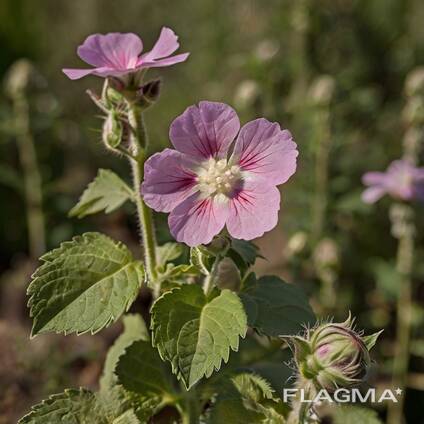 Куплю лікарські рослини