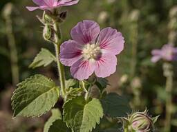 Куплю лікарські рослини