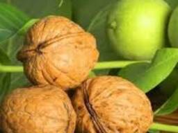 Куплю лікарські трави Куплю волоський горіх цілий і лущений