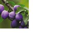 Куплю оптом свіжу сливу, аличу,