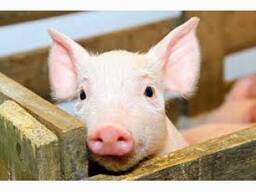 Куплю поросята 15-20 кг