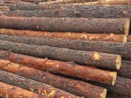 Куплю пиловнік сосновий сирий