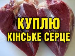 Куплю серце кінське, м*ясну обрізь