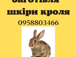 Куплю шкіри кролика