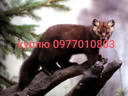 Куплю шкури куниці