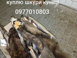 Куплю шкури куниці