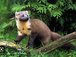 Куплю шкури куниці, єнота, лисиці