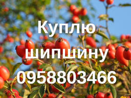 Куплю шипшину