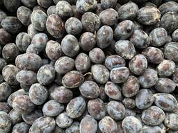 Куплю сливу, сорт Стенлей Президент Амерс