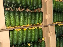 Куплю Свіжий Огірок Оптом