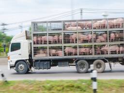 Куплю свиней