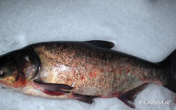 Куплю товстолоб 5 Куплю товстолоб 10 Куплю щуку Куплю судак Куплю плотву Самовивіз