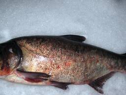 Куплю товстолоб 5 Куплю товстолоб 10 Куплю щуку Куплю судак Куплю плотву Самовивіз