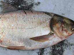 Куплю товстолоб по Україні. Гурт. Самовивіз. Розрахунок готівка.