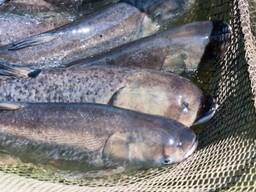 Куплю товстолоб, сом по всій Україні. Гурт.