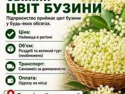 Куплю Цвіт Бузини